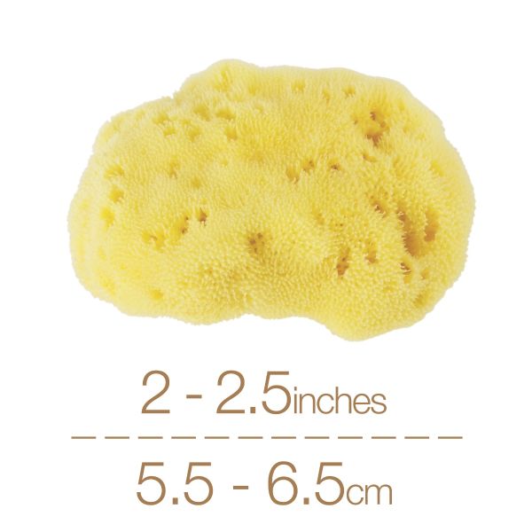 IntimateCare Sponges - 3x 5.5-6.5cm Bleached - Retail Packaging